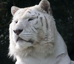 Biały Tygrys.